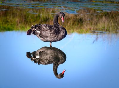 Waste water ponds birdlife