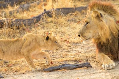 Lions of South Luangwa