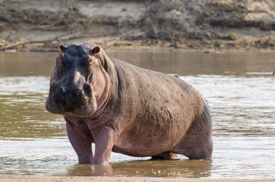 Hippos, hyena and others