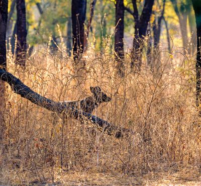 Wild Dogs of South Luwangwa