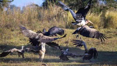 Birds of South Luwangwa
