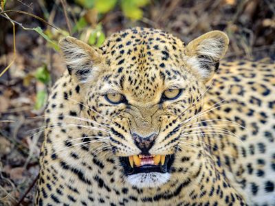 South Luwangwa Leopards